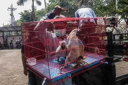Indonesian authority thwarts attempt to smuggle protected animals