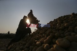 Harvesting potatoes in Bangladesh