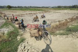 Harvesting potatoes in Bangladesh