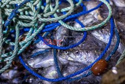 Low catch quotas for herring fishermen