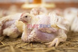 L214 Reveals Images Of A Chicken Farm Wants To Expand - Pas-De-Calais