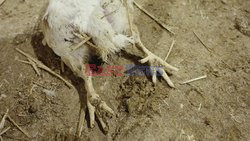 L214 Reveals Images Of A Chicken Farm Wants To Expand - Pas-De-Calais