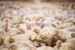 L214 Reveals Images Of A Chicken Farm Wants To Expand - Pas-De-Calais