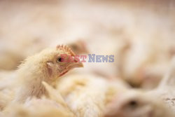 L214 Reveals Images Of A Chicken Farm Wants To Expand - Pas-De-Calais
