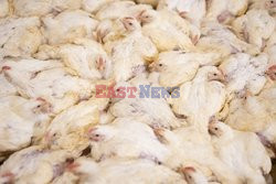 L214 Reveals Images Of A Chicken Farm Wants To Expand - Pas-De-Calais