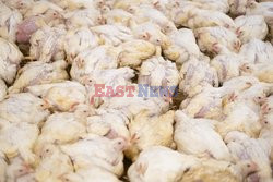 L214 Reveals Images Of A Chicken Farm Wants To Expand - Pas-De-Calais