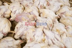 L214 Reveals Images Of A Chicken Farm Wants To Expand - Pas-De-Calais