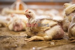 L214 Reveals Images Of A Chicken Farm Wants To Expand - Pas-De-Calais