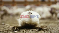 L214 Reveals Images Of A Chicken Farm Wants To Expand - Pas-De-Calais