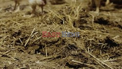 L214 Reveals Images Of A Chicken Farm Wants To Expand - Pas-De-Calais