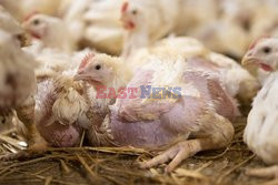 L214 Reveals Images Of A Chicken Farm Wants To Expand - Pas-De-Calais