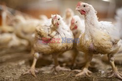 L214 Reveals Images Of A Chicken Farm Wants To Expand - Pas-De-Calais