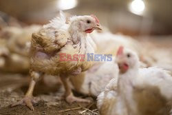 L214 Reveals Images Of A Chicken Farm Wants To Expand - Pas-De-Calais