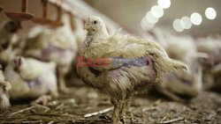 L214 Reveals Images Of A Chicken Farm Wants To Expand - Pas-De-Calais