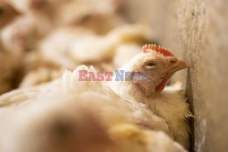 L214 Reveals Images Of A Chicken Farm Wants To Expand - Pas-De-Calais