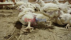 L214 Reveals Images Of A Chicken Farm Wants To Expand - Pas-De-Calais