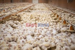 L214 Reveals Images Of A Chicken Farm Wants To Expand - Pas-De-Calais