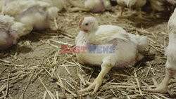 L214 Reveals Images Of A Chicken Farm Wants To Expand - Pas-De-Calais