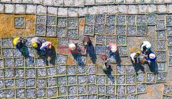 Thousands of fish are laid out to dry  - My Tan