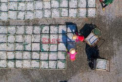 Thousands of fish are laid out to dry  - My Tan