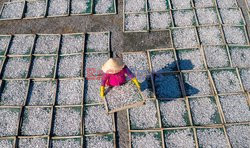 Thousands of fish are laid out to dry  - My Tan