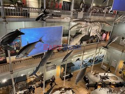 National Museum of Scotland