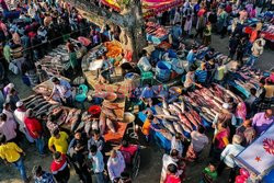 Hundreds of fish traders 