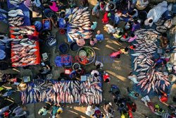 Hundreds of fish traders 
