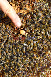 Hobby beekeeper 