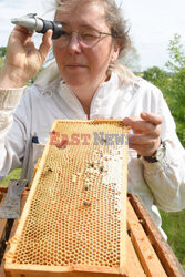 Hobby beekeeper 