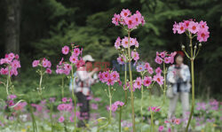 Flowers of Primula japonica