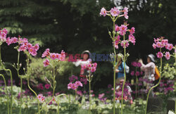 Flowers of Primula japonica