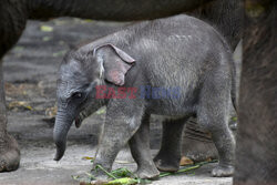 A month-old female baby Sumatran elephant