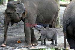 A month-old female baby Sumatran elephant