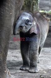 A month-old female baby Sumatran elephant