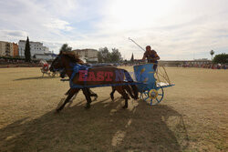 First chariot race in the Roman Circus of Merida